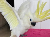 TRİTON SÜLFÜR KAKADU YAVRUSU BEBEK PAPAĞAN
