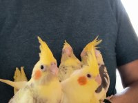 Bebek alışkın sultan papağanları