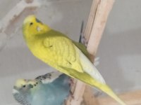 Muhabbet kuşlar