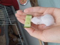 suriye hamster yavrusu