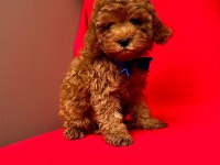 Safkan Toy Poodle Bebekler