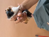 Sağlıklı guinea pig yavrular
