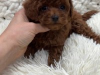 Toypoodle Yavrularımız