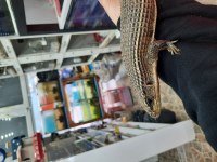 İlginç bir pet isteyenlere sudan zırhlı kertenkele