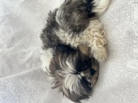 Shih Tzu Şitsu Yavruları A Kalite Gönderim Mevcut