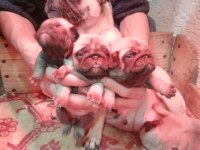 Pug yavrularımız ırk garantilidir