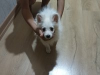Sahibinden spitz 3 aylık