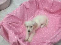 2 Aylık Golden Retriever