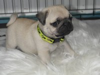 Pug mops yavrularımız A kalite