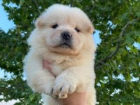 2 aylık Chow Chow yavrularımız