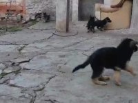 Alman kurdu yavrularımız teslime hazırlar