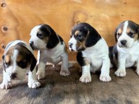 Safkan beagle yavrular
