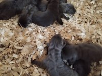 cane corso yavruları