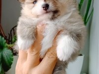 Pomeranian boo köpeğimiz