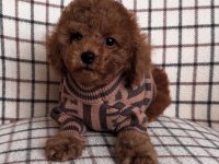 MÜKEMMEL YAPILI TOY POODLE YAVRULARI