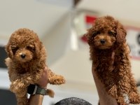 Petmode köpek çiftliğinde ziyarete açık toy poodle