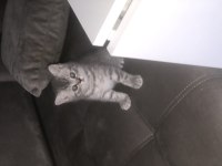 British shorthair