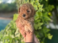 Maltipoo yavrular