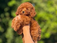 ORJİNAL TEACUP KORE POODLE BEBEKLER 