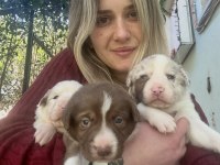 Her renk Border Collie yavrular