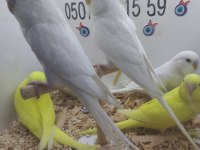 Yavru muhabbet kuşlar