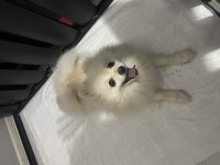 Ful eğitimli güzel pomeranian kızımız yeni yuvasını arıyor