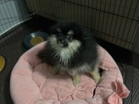 Pomeranian