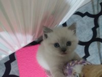 Scottish fold ve scottish straight erkek ile dişi