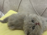 LILAC DİŞİ KEDİMİZ ADANA