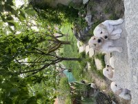 Garantili golden retriever yavrular