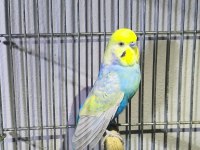 Rainbow Takım Muhabbet Kuşu