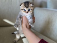 KALİTELİ IRK SAĞLIKLI YAVRULAR BRİTİSH SHORTHAİR