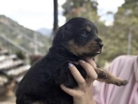 Rottweiler Saf Irktır