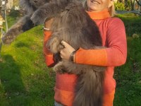 Türkiyenin ilk Maine Coon üreticisinden eşsiz devler