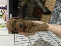2 Aylık Teacup Poodle
