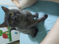 Orjinal safkan biritish shorthair