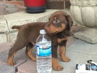 Sanat Eseri Biblo Gibi Köpeğimiz