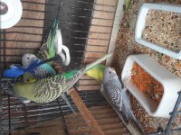 Üretimden yavru muhabbet kuşlar