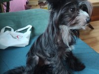 Tüysüz çin köpeği chinese crested erkek