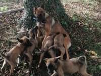 Belçika kurdu 5 erkek 4 dişi belçika kurdu yavrularımız