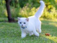 British shorthair dişi