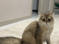Golden British Longhair