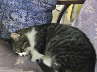 Yakışıklı kedimizi sahiplendirmek istiyoruz