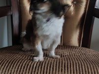 Pekinez köpeğimizi sahiplendiriyoruz