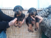 Üst kalite doberman yavrularım