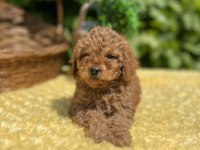 Harika Güzellikte Toy Poodle Yavrular