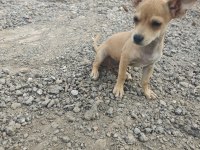 3 buçuk aylık erkek pinscher