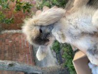 Hollanda Lop ve Teddy Lop Tavşan Yavrularımız