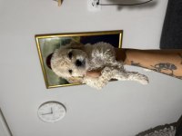 Çok uygun acil poodle