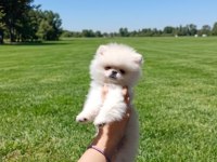 Kilo Garantili Minnoş Safkan Pomeranian Erkek Yavrum